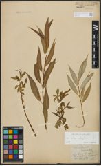 Foto von Salix alba L. x Salix fragilis L.